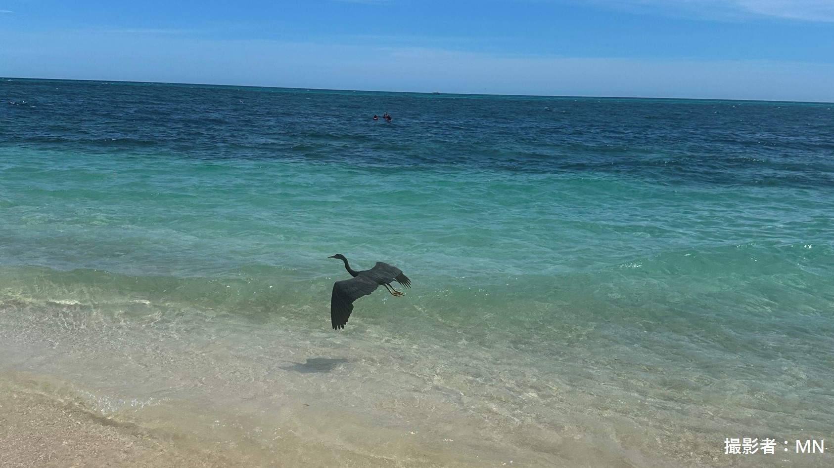 海