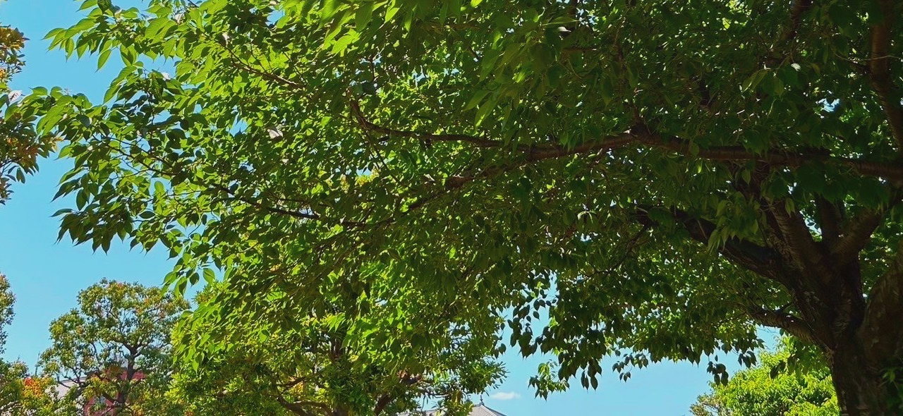木